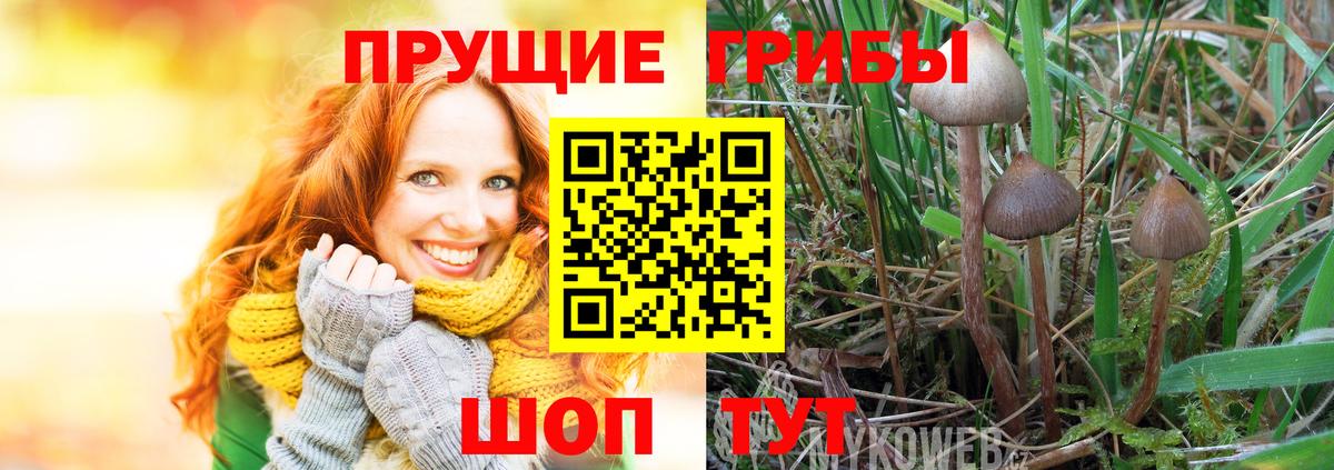Псилоцибиновые грибы Psilocybe Кириши